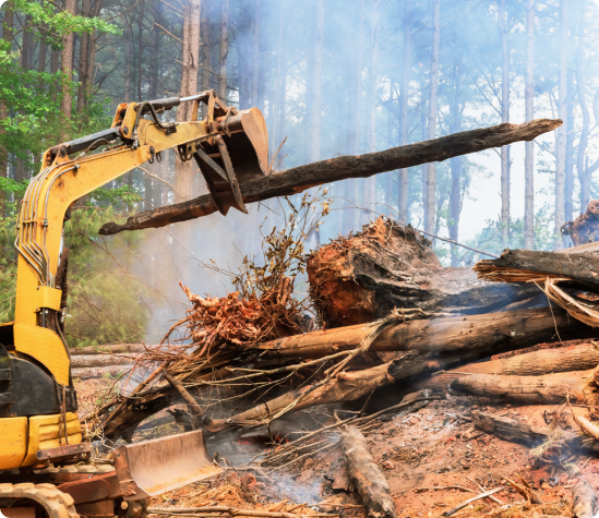 Benefits of Post-Fire Hazard Tree Removal with SVE Forestry