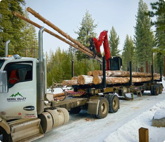 Why Choose SVE Forestry for Your Mechanical Thinning Project?
