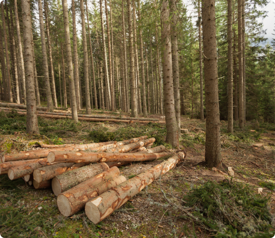 Benefits of Mastication with SVE Forestry