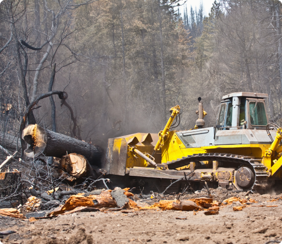 What is Post-Fire Hazard Tree Removal?