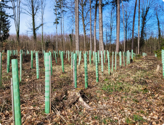 What is Forest Restoration?