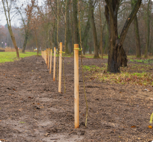 Environmental Impact and Sustainability in Long-Term Land Management