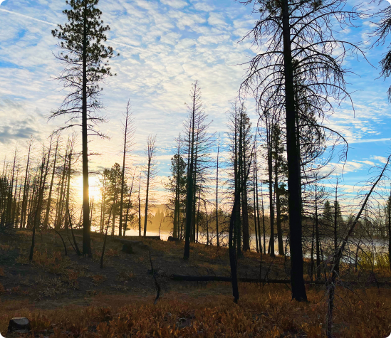 Benefits of Forest Restoration with SVE Forestry
