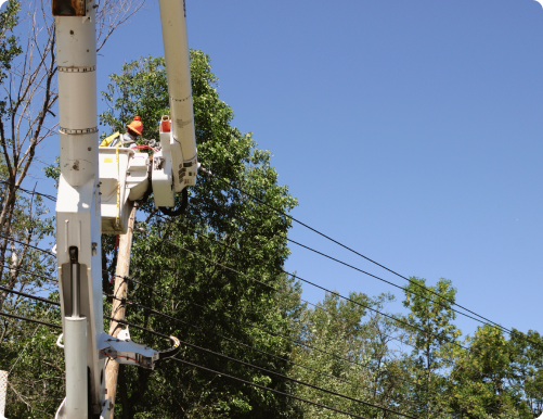 Sustainability in Utility Line Clearance