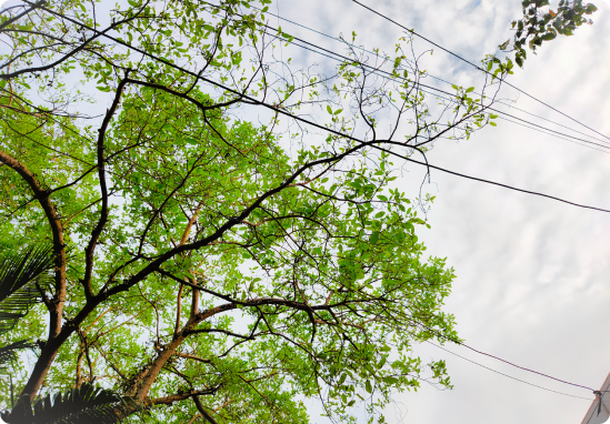 Utility Line Clearance