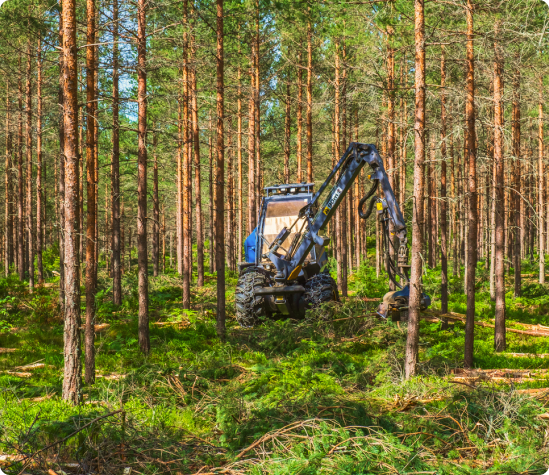 What is Mechanical Forest Thinning?